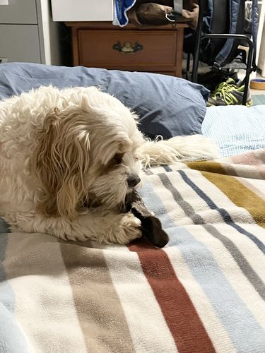 Customer photo review of Roo Ears with Fur (5 Pack)