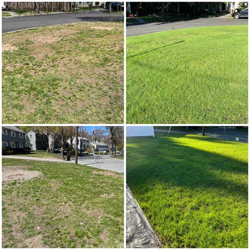 Customer photo review of GCI Turf Type Tall fescue Grass Seed