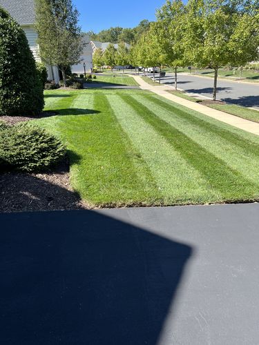 Customer photo review of GCI Turf Type Tall fescue Grass Seed