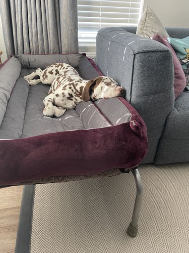 Customer photo review of Mulberry Cuddle Soft & Grey Velour Luxury Nest