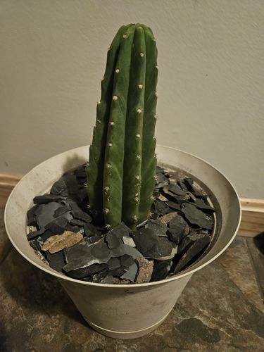 Customer photo review of San Pedro Cactus | Echinopsis (Trichocereus) pachanoi