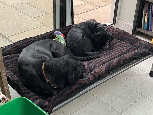 Customer photo review of HiK9 Bed with Black Mesh Cover