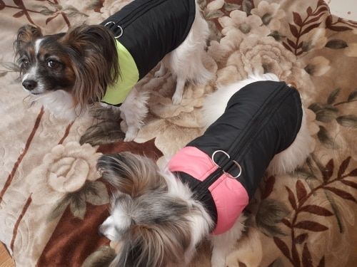 Customer photo review of Blusão Quente, Acolchoado, Impermeável, para Cães