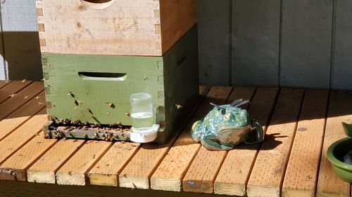 Customer photo review of Damsel the Dragonfly Frog