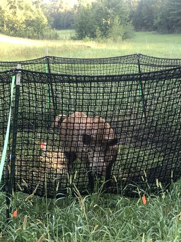 Customer photo review of Pig Brig Trap System