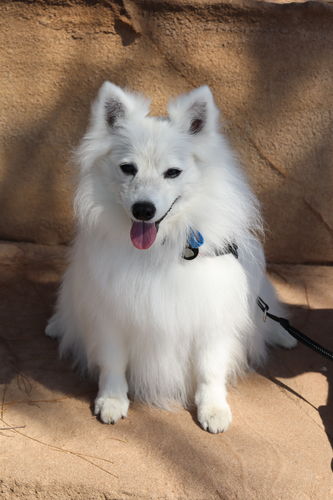 Customer photo review of DoggieBalm Manuka