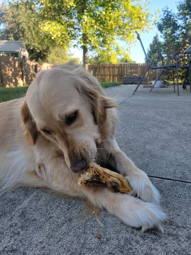 Customer photo review of Splinter-free Ostrich Foot Bone. Long-lasting, Natural Dog Gnaw Treat by Savannah Pet Food