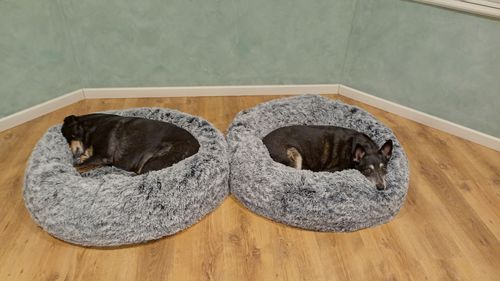 Customer photo review of PaWz Removable Cover Calming Pet Bed
