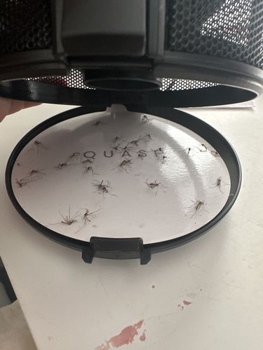 Customer photo review of Indoor Mosquito & Bug Trap - Black