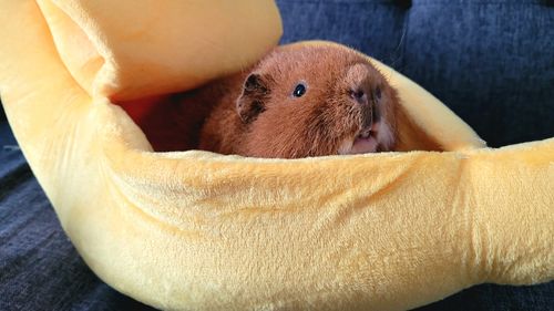Customer photo review of Banana Hidey