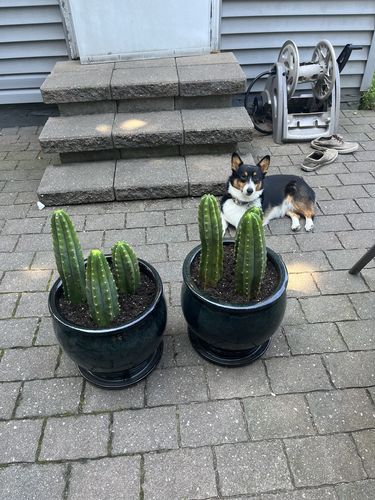 Customer photo review of San Pedro Cactus | Echinopsis (Trichocereus) pachanoi