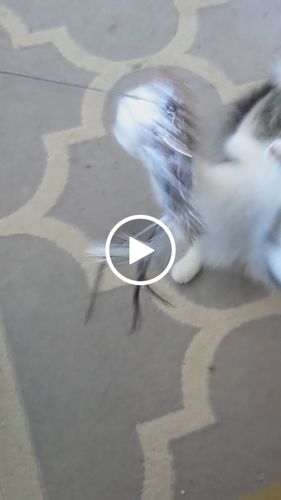 Customer video review of Interactive Bird Simulation Cat Toy Set