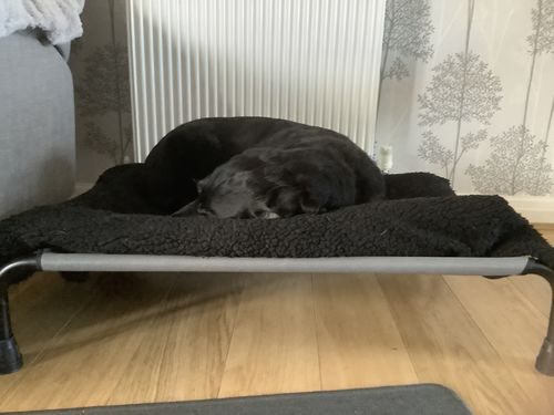 Customer photo review of HiK9 Bed with Grey Mesh Cover
