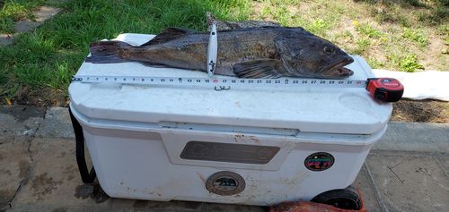 Customer photo review of Fisherman's Life® Vertical Jigs 100g, 150g, 200g, 300g FOUR COLORS available