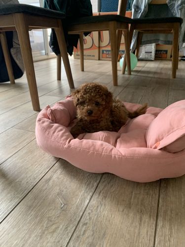 Customer photo review of PaWz Pet 2 Way Use Calming Mat