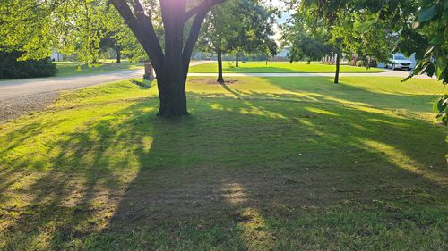 Customer photo review of GCI Turf Type Tall fescue Grass Seed