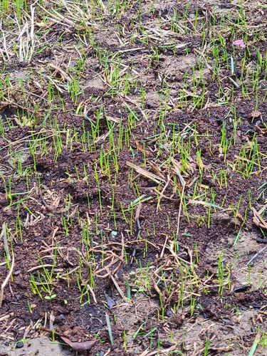 Customer photo review of GCI Turf Type Tall fescue Grass Seed