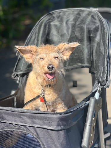 Customer photo review of PaWz Pet Dog Stroller Pram - Black