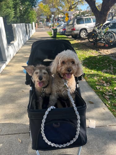 Customer photo review of PaWz Pet Dog Stroller Pram - Black
