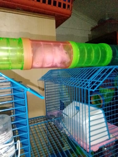 Customer photo review of Gaiola de hamster multinível com plataformas domésticas 47x30x59 cm Azul