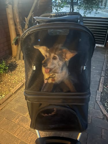 Customer photo review of PaWz Pet Dog Stroller Pram - Black