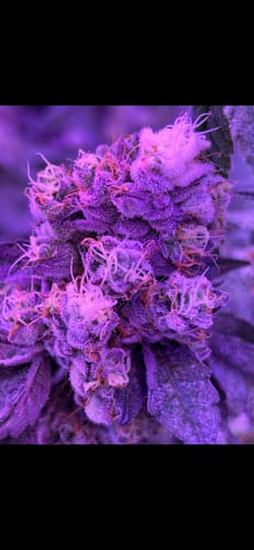 Customer photo review of 64oz - Drops of Balance (Concentrate)