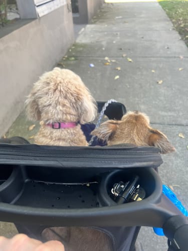 Customer photo review of PaWz Pet Dog Stroller Pram - Black