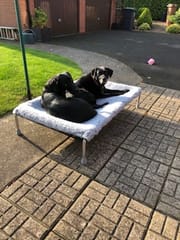 Customer photo review of 20% OFF HiK9 Silver Bed with Grey Mesh Cover, Grey Cosy Sleeve & HD Feet