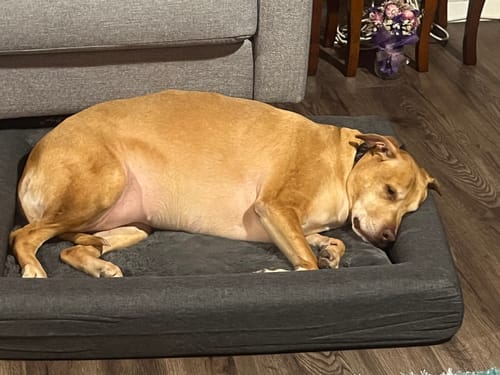 Customer photo review of PaWz Memory Foam Calming Dog Bed