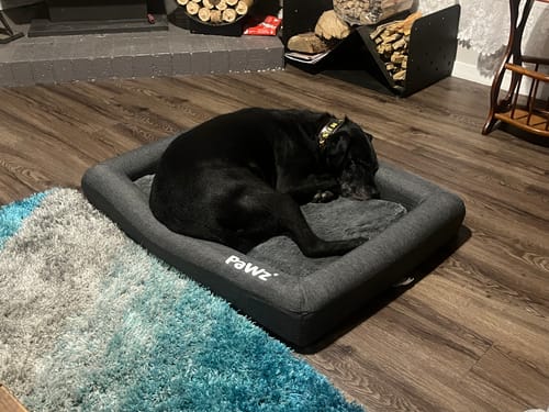 Customer photo review of PaWz Memory Foam Calming Dog Bed