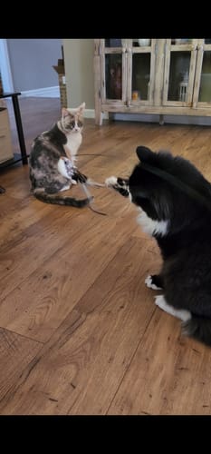 Customer photo review of Interactive Bird Simulation Cat Toy Set