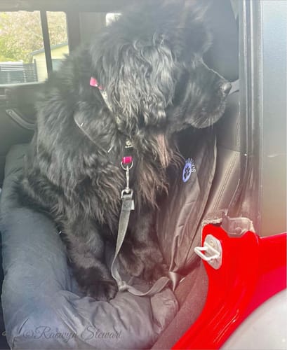 Customer photo review of Car Seat Cover