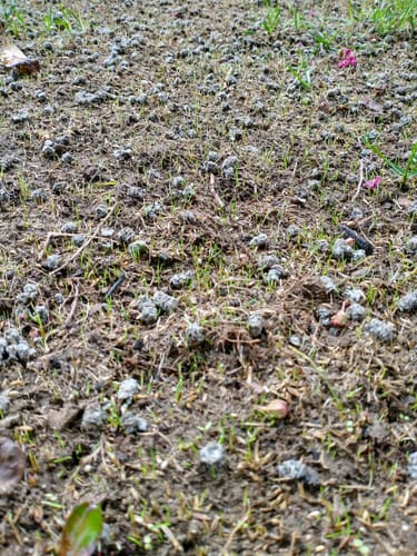 Customer photo review of GCI Turf Type Tall fescue Grass Seed