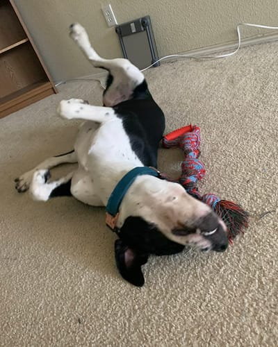 Customer photo review of Collar de perro personalizable