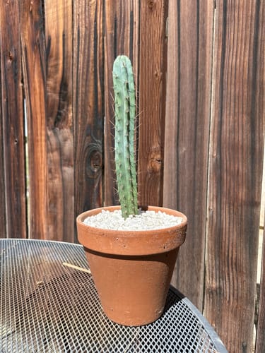 Customer photo review of Bolivian Torch Cactus | Trichocereus bridgesii | Echinopsis lageniformis