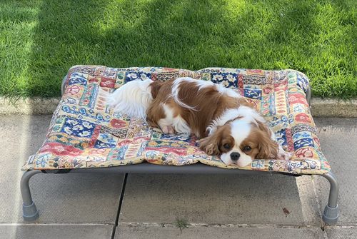 Customer photo review of HiK9 Bed with Grey Canvas Cover