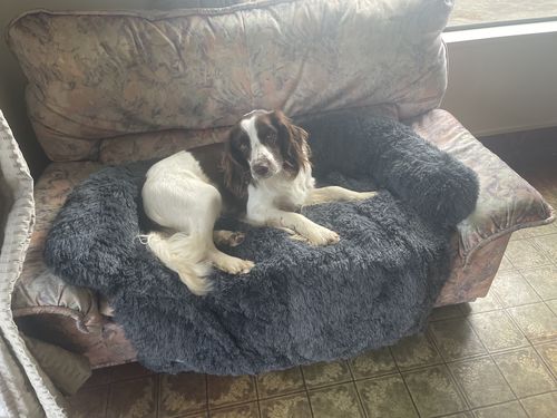 Customer photo review of Calming Couch Bed