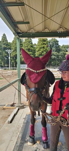 Customer photo review of Lily multi bridle