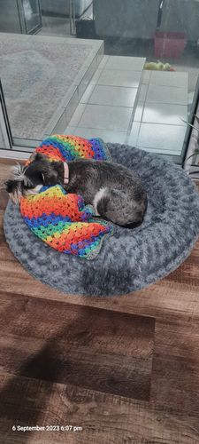 Customer photo review of PaWz Super Calming Dog Bed