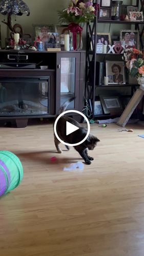 Customer video review of Replacement Birds (for Interactive Bird Simulation Cat Toy Set)