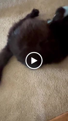Customer video review of Meow Mates™ 6-Piece Catnip Companion & Play Pack
