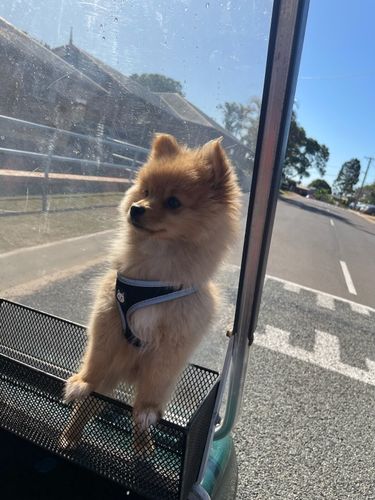 Customer photo review of PaWz Multimat Calming Bed For Dog