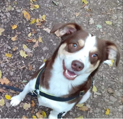 Kundenbewertung mit Foto zu BELISY Bachblüten Globuli für Hunde & Katzen - gegen Juckreiz - 10 g