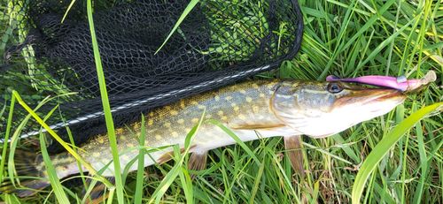 Customer photo review of Lure Drop