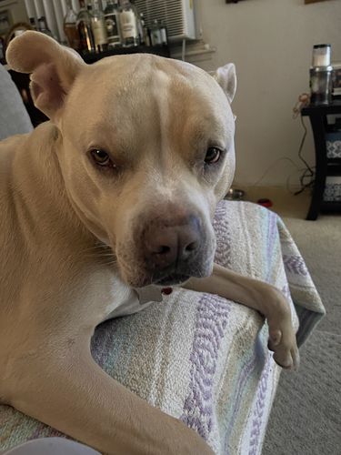 Customer photo review of Oral Health Gum Healing Formula for Dogs, 300 Tablets, 30-Day Supply