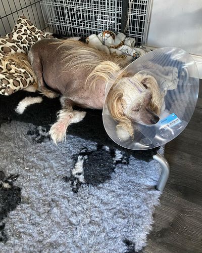 Customer photo review of HiK9 Bed with Black Mesh Cover