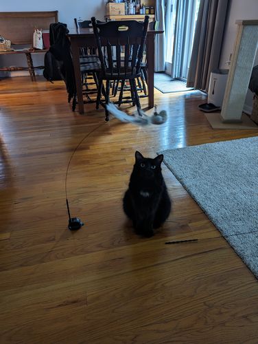 Customer photo review of Interactive Bird Simulation Cat Toy Set