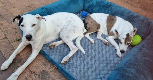 Customer photo review of PaWz Pet Sofa Bed