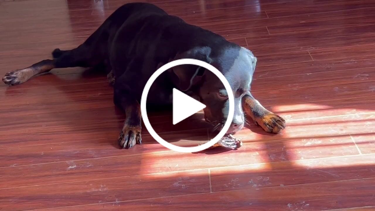 Customer video review of Pork Heart Jerky Treats for Dogs - 1LB Bag