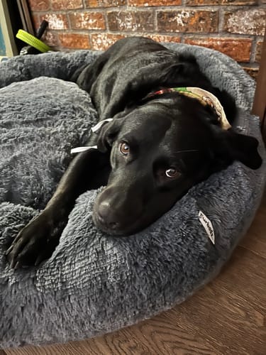 Reseña con foto de un cliente sobre Cama Antiestrés Para Perros